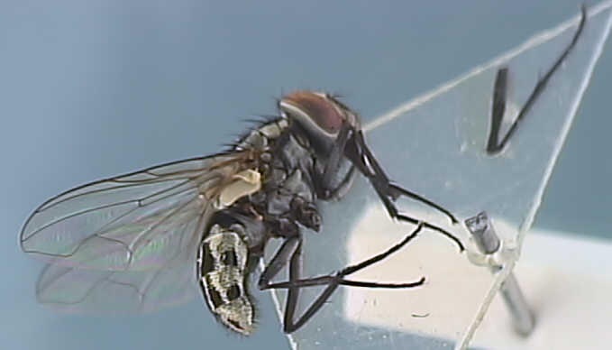 Graphomyia maculata